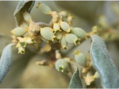 Notothixos subaureus