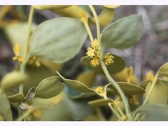 Notothixos subaureus