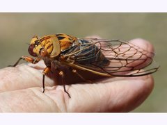 Macrotristria godingi