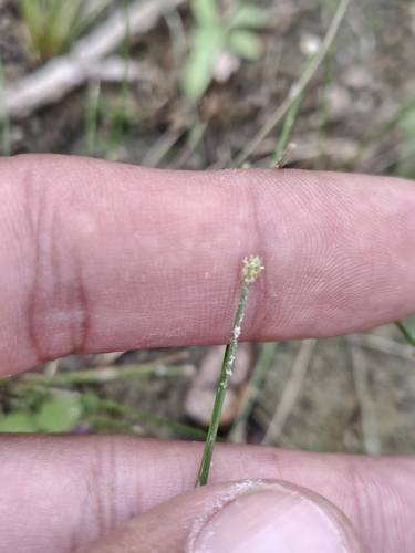 Image of Eleocharis geniculata by (c) Abraham Sánchez Romero, some rights reserved (CC BY)