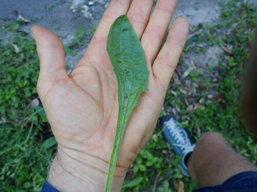 Image of Plantago debilis by no rights reserved