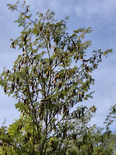 Image of Lysiloma divaricatum by (c) Abraham Sánchez Romero, some rights reserved (CC BY)