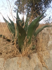 Agave salmiana