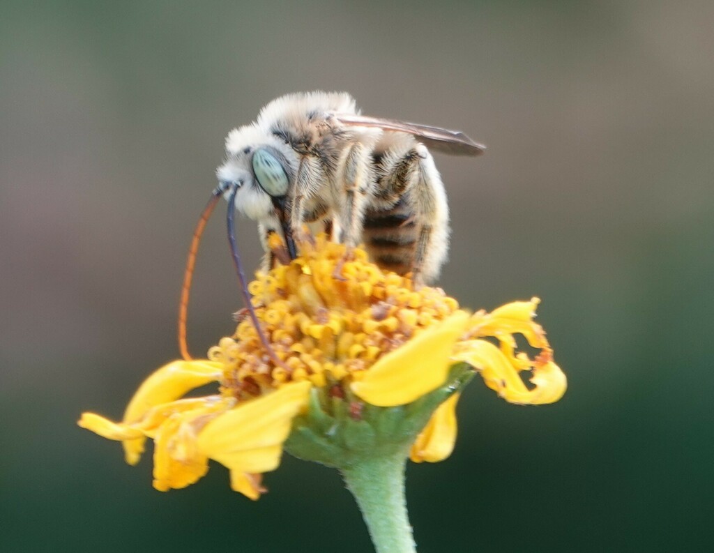 Tepanec Long-horned Bee from Mission, TX, USA on November 12, 2024 at ...