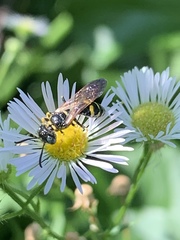 Philanthus bilunatus