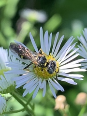 Philanthus bilunatus