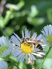 Philanthus bilunatus