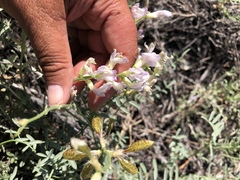 Astragalus whitneyi