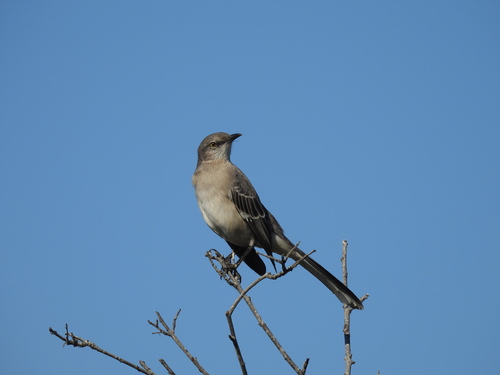 iNaturalist observation photo of Northern Mockingbird