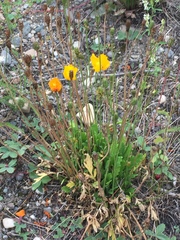 Papaver croceum