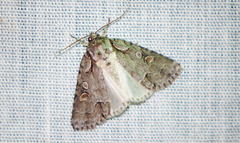 Acronicta albarufa exempta