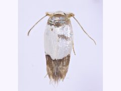 Opostegidae