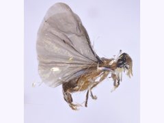 Strepsiptera