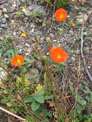 Papaver croceum