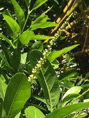 Citharexylum caudatum