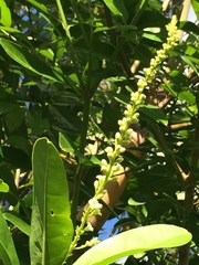 Citharexylum caudatum