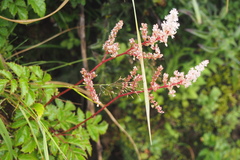 Astilbe
