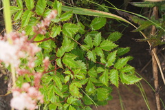 Astilbe