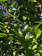 Citharexylum caudatum