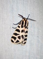 Apantesis incorrupta