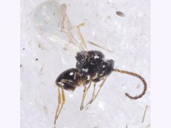 Figitidae