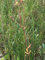 Geum macrophyllum perincisum