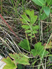 Geum macrophyllum perincisum