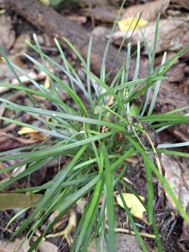 Ophiopogon japonicus