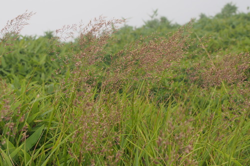 Calamagrostis hakonensis iNat (2)