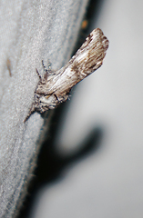 Ianassa coloradensis