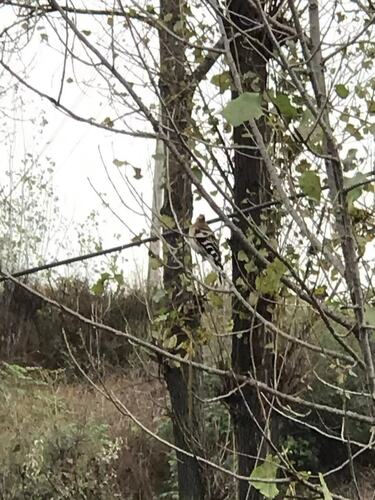 Common Hoopoe