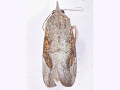 Hypocala guttiventris