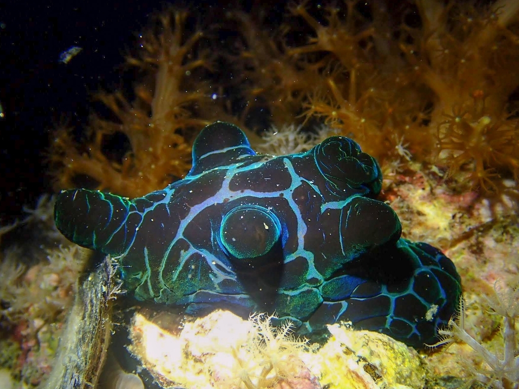 Velutin Snail