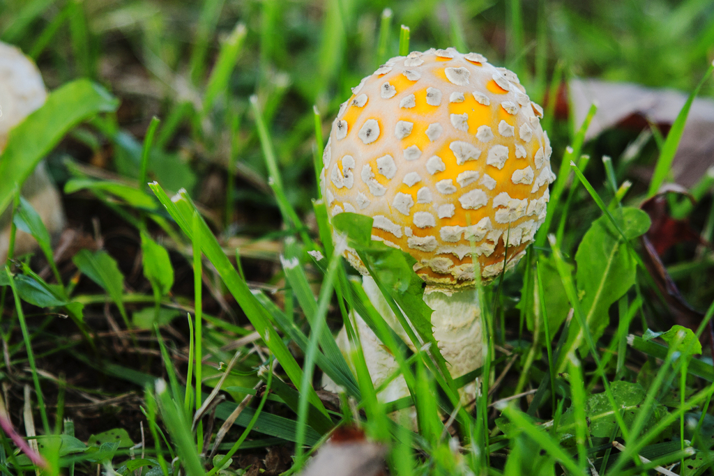 Amanita muscaria<br>24 September, 2016
