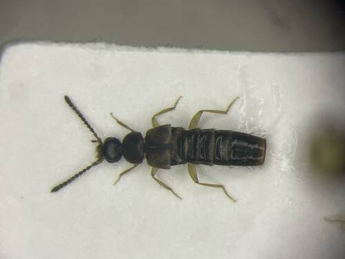 Stethusa dichroa