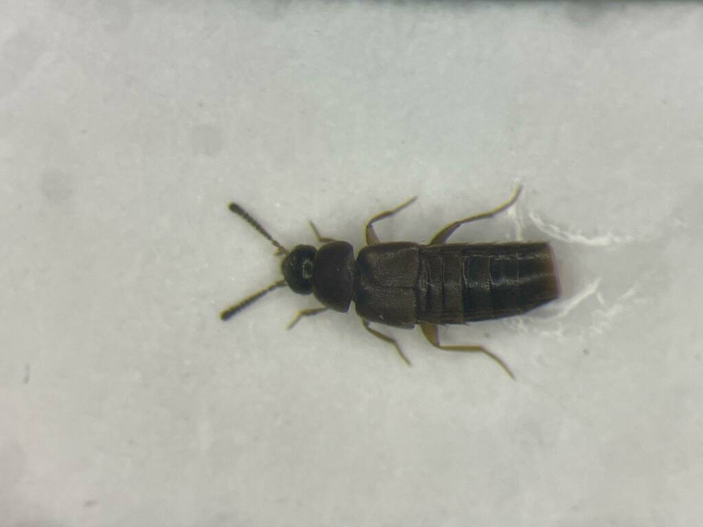 Rove beetle