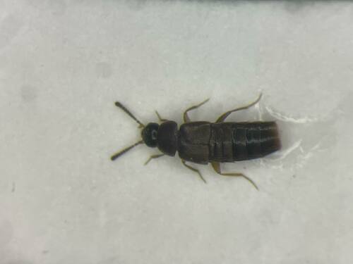 Rove beetle