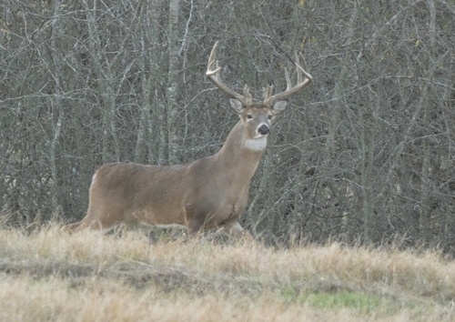 White-tailed Deer photographed in Texas