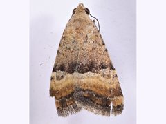 Pseudozarba orthopetes