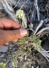 Leptosiphon nuttallii