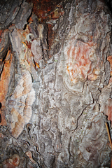 Stenoporpia macdunnoughi