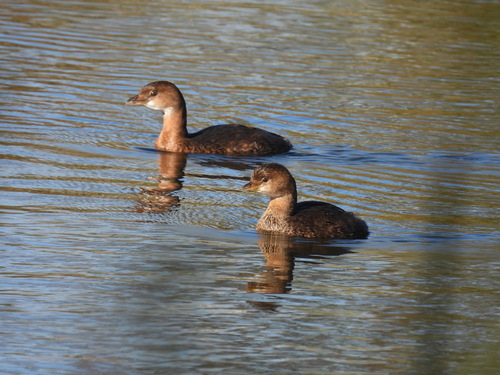iNaturalist observation photo of Pied-billed Grebe