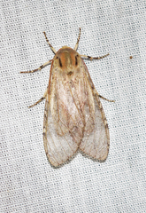 Pseudohemihyalea labecula