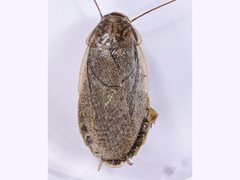 Nauphoeta cinerea