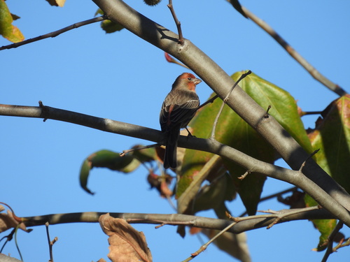 iNaturalist observation photo of House Finch