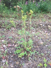 Drymocallis convallaria