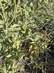 Osmorhiza occidentalis