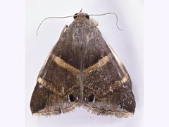 Grammodes pulcherrima