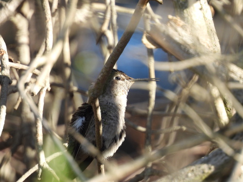 iNaturalist observation photo of Anna's Hummingbird