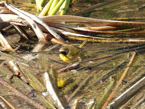iNaturalist observation photo of Common Yellowthroat